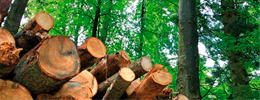 Forestal